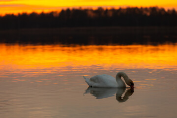 The Serene Swan at Sunset glides across tranquil water, creating a stunning visual display