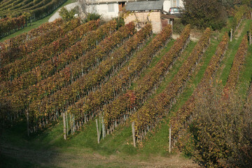 vineyards on the hills of the Piedmontese Langhe in autumn in the wine season