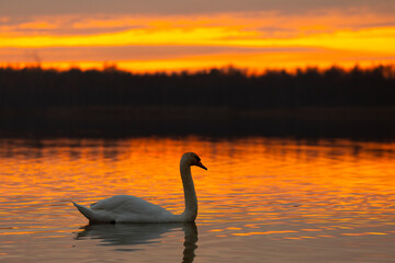Fototapeta premium A peaceful Serene Swan gracefully gliding at Sunset, beautifully reflecting on the calm water