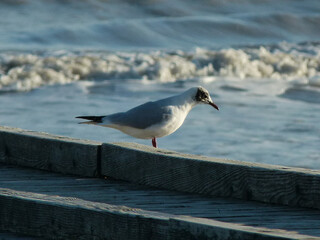Seagull by the sea