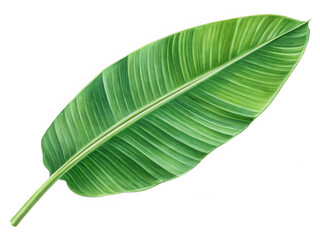 Obraz premium green leaf isolated on white