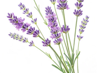 Obraz premium bunch of lavender