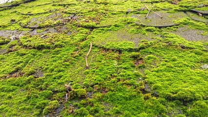 On the roof of the house Lush Green Mossy Surface Featuring an Abundance of Textured Details and Patterns