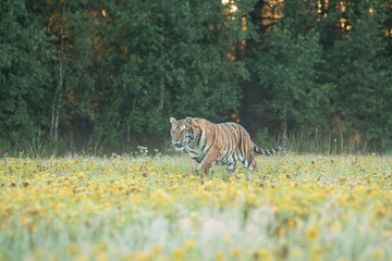 A Siberian tiger walks gracefully through a meadow glistening with morning dew, its striped coat...