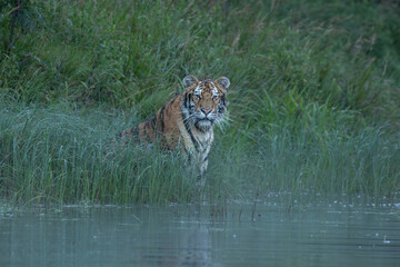 A Siberian tiger dashes through a river, water spraying dramatically as its sleek, striped body moves with grace and power, surrounded by a serene forest backdrop.