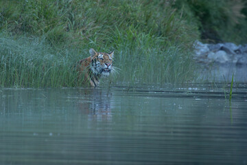 A Siberian tiger dashes through a river, water spraying dramatically as its sleek, striped body moves with grace and power, surrounded by a serene forest backdrop.