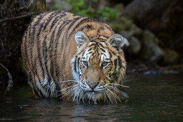 A Siberian tiger dashes through a river, water spraying dramatically as its sleek, striped body moves with grace and power, surrounded by a serene forest backdrop.
