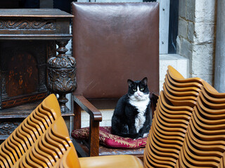 Hodge is a famous black cat that resides in Southwark Cathedral in London.