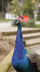 Obraz premium peacock in the park