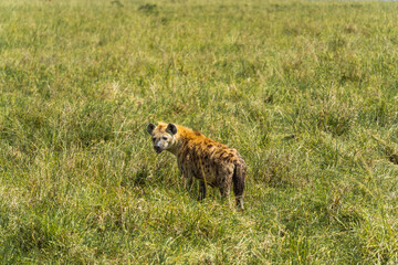 Spotted Hyena in the Maasai Mara Grasslands
