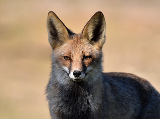 un bonito zorro en el campo en libertad
