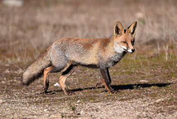 un bonito zorro en el campo en libertad