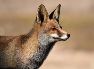 un bonito zorro en el campo en libertad