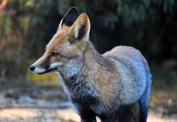 un bonito zorro en el campo en libertad