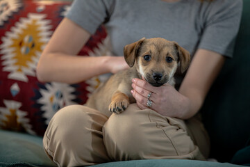 An adorable puppy nestled comfortably in a cozy setting alongside its loving owner