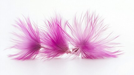 Obraz premium Pink Feathers on White: A Delicate Dance of Nature's Colors