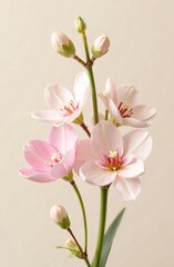 Fototapeta premium Elegant pink flowers on stem against neutral background for floral decor