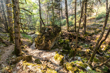 Forest near Elati village on Peloponnese peninsula, Greece