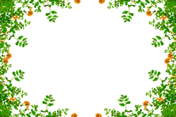 Frame with green leaves and flowers. Isolated transparent background. Spring decoration design elements. PNG
