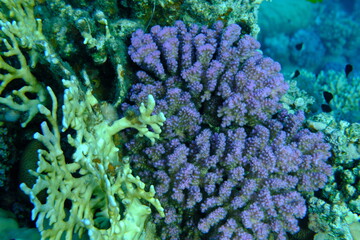 Rasp coral or cauliflower coral, knob-horned coral (Pocillopora verrucosa) undersea, Red Sea,...