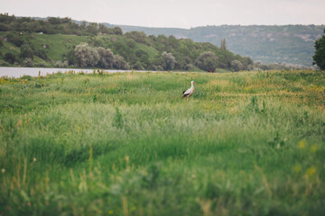 Beautiful stork in green meadow. Wild life. stork in the field in summer. A lonely White stork,...