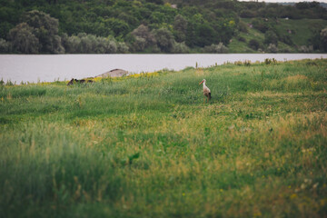 Beautiful stork in green meadow. Wild life. stork in the field in summer. A lonely White stork,...