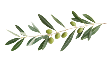 A single olive branch with olives isolated on white background 
