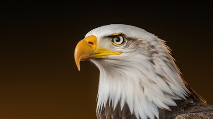 Obraz premium A majestic bald eagle gazes intensely, showcasing its sharp beak and striking feathers against a dark background.