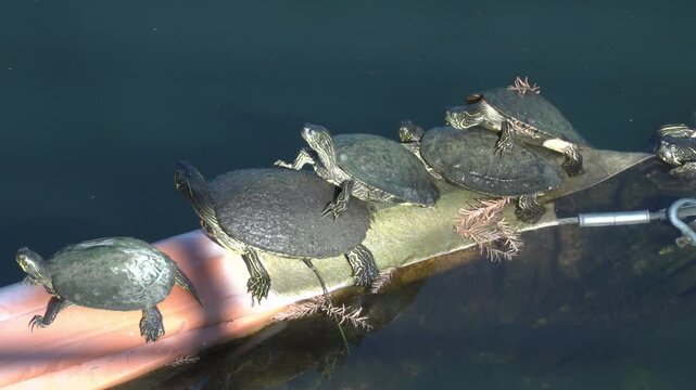 Turtle climbing around other turtles 