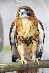 The most common hawk. Portrait of a trained red-tailed hawk