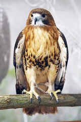 The most common hawk. Portrait of a trained red-tailed hawk