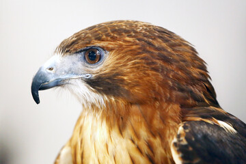 The most common hawk. Portrait of a trained red-tailed hawk