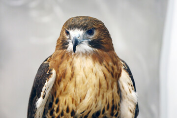 The most common hawk. Portrait of a trained red-tailed hawk