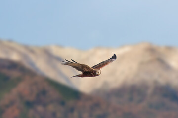 山を背景に飛翔するチュウヒ