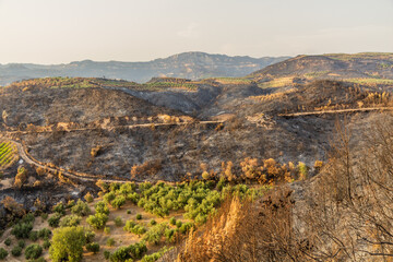 Burnt forest after a wildfire near Olympia on Peloponnese peninsula, Greece
