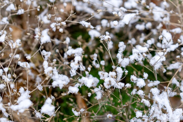 Dry bush under the snow