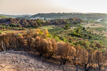 Burnt forest after a wildfire near Olympia on Peloponnese peninsula, Greece