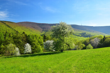 Spring mountain green grass nature trees, White Carpathiens, Velka Javorina