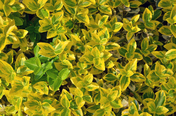  Emerald'n gold euonymus fortunei shrub. Closeup,top view  leaves background. Planting evergreen shrubs, gardening , landscaping concept. 