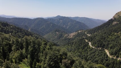 Traveling Forest Road Aerial View