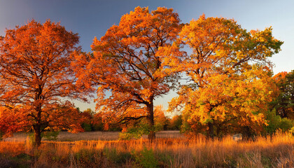 Fototapeta premium Magnificent oak trees display brilliant orange and golden autumn colors during sunset with tall grass glowing in the foreground.