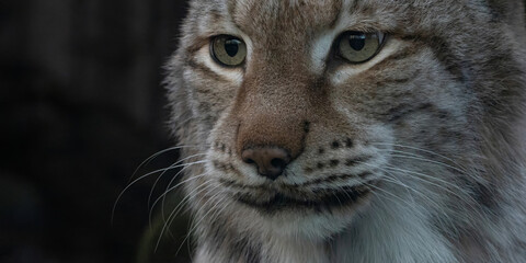 close-up on a feline eye - Eurasian Lynx - Lynx lynx