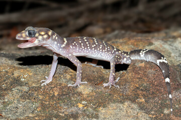 Australian Thick-tailed gecko licking it's eyes