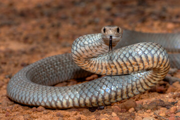 Australian highly venomous Eastern Brown Snake in defensive pose