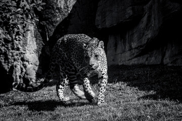 photography of leopards in their natural habitat in the middle of nature