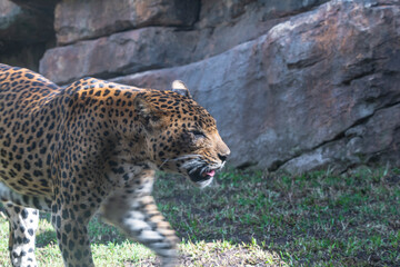 photography of leopards in their natural habitat in the middle of nature
