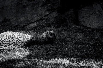photography of leopards in their natural habitat in the middle of nature