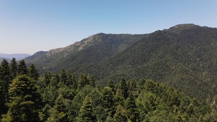 Mountian Forest Aerial View