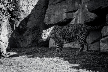 photography of leopards in their natural habitat in the middle of nature