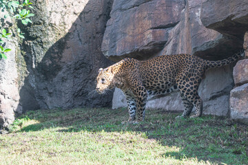 photography of leopards in their natural habitat in the middle of nature